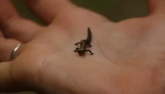 Интригующе крошечная Brookesia nana признана самой маленькой рептилией на Земле.