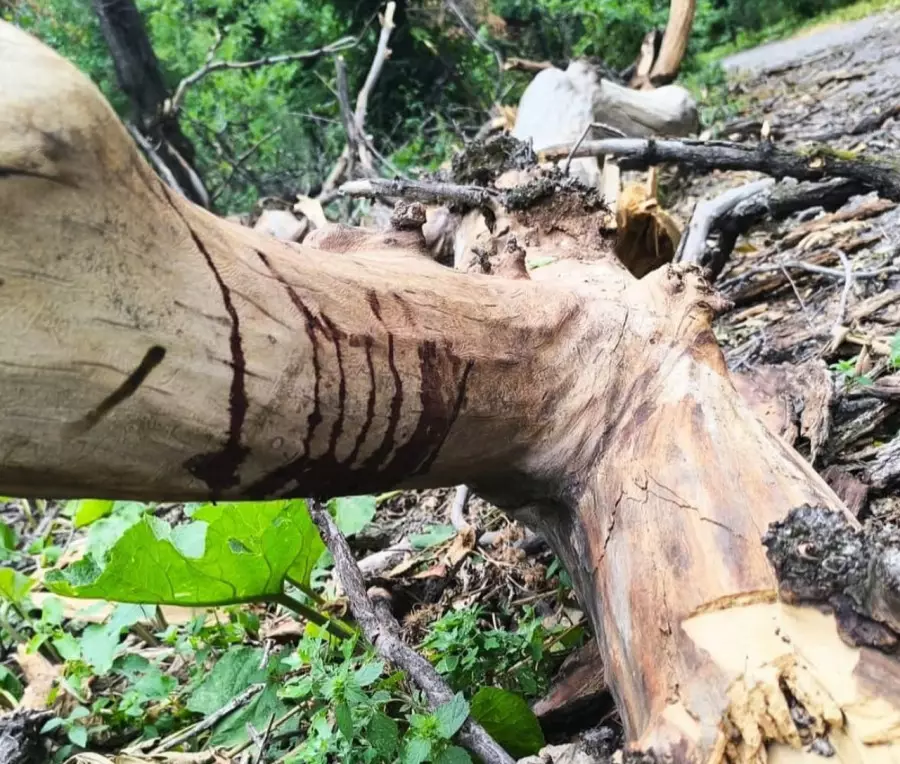 Алматыда Баум тоғайында 19 жастағы қыздың үстіне ағаш құлап, комаға түсті