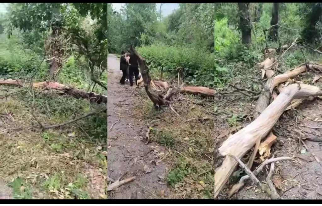 «7 күннен бері ес-түссіз жатыр»: Баум тоғайында үстіне ағаш құлап кеткен қыздың жағдайы белгілі болды