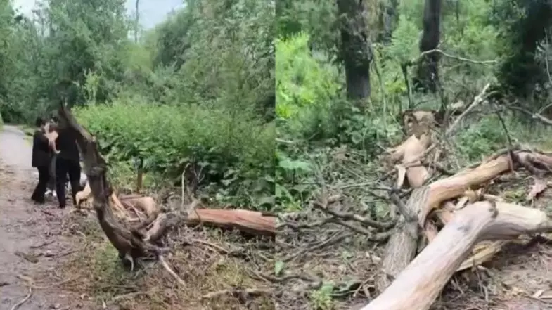  Алматыда ағаш басып қалған қыздың жағдайы ауыр: дәрігерлер бас сүйегінің бір бөлігін алуға мәжбүр болды 