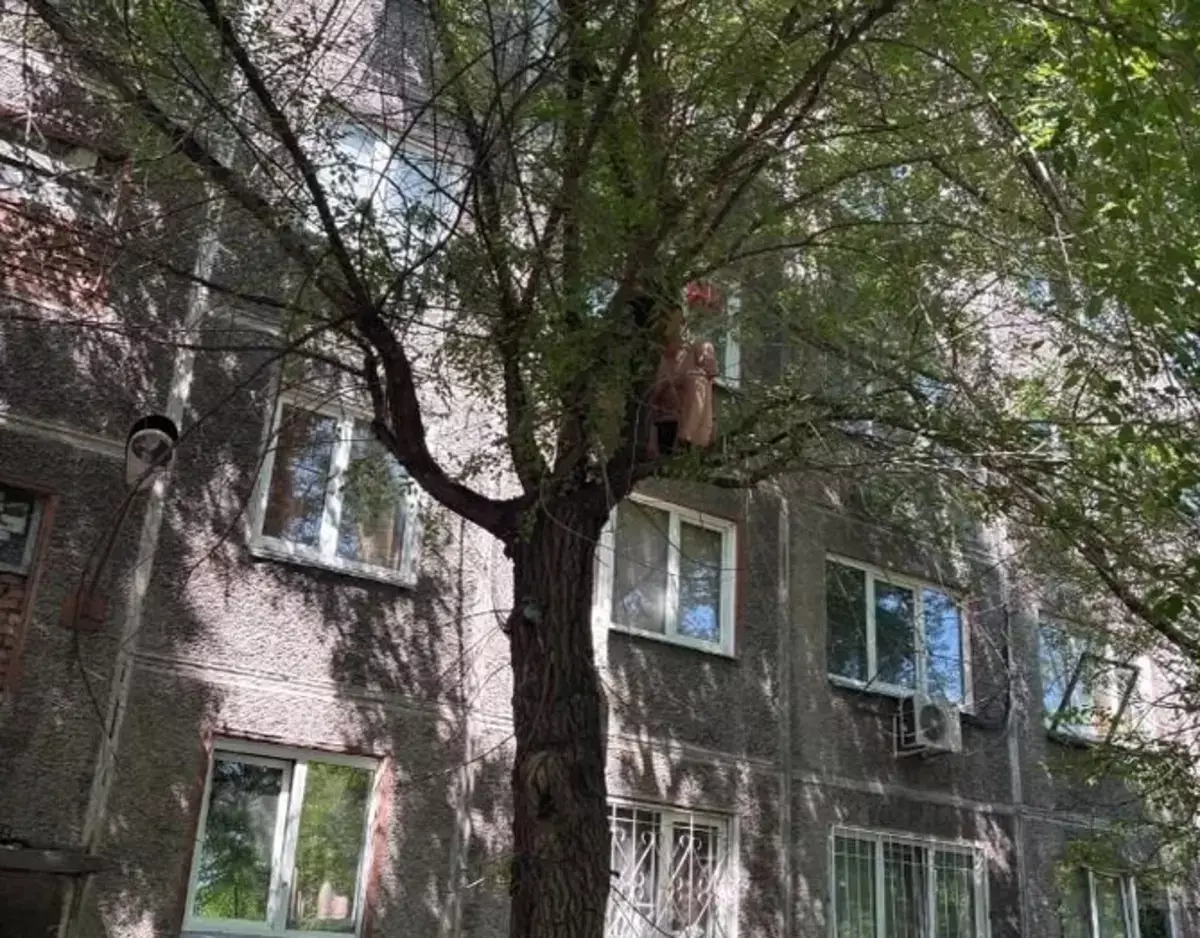 Житель Красноярска в одних трусах выпал с 4-го этажа, но так и не долетел до земли - новости на Lada.kz 03.07.2026