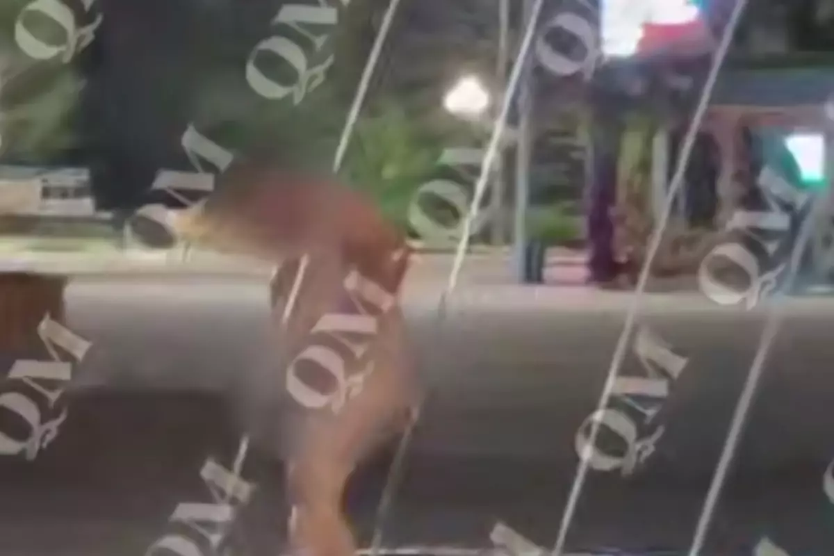 В Петропавловске мужчина устроил «баню» в фонтане возле акимата