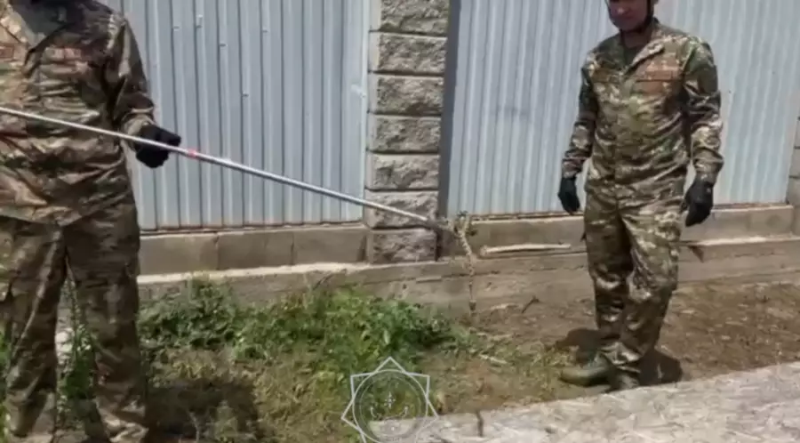 Алматы облысында жеке үйдің ауласына жылан кіріп кеткен