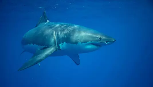Морские исследователи сняли редкое видео большой белой акулы у побережья Род-Айленда.