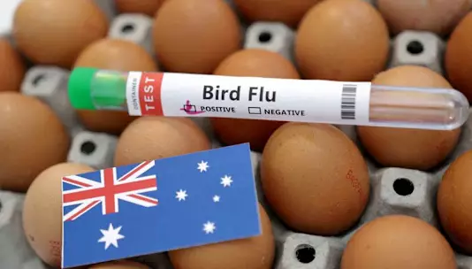 Австралия подтвердила первый случай заражения птицы вирусом H5N1 среди местных морских птиц.