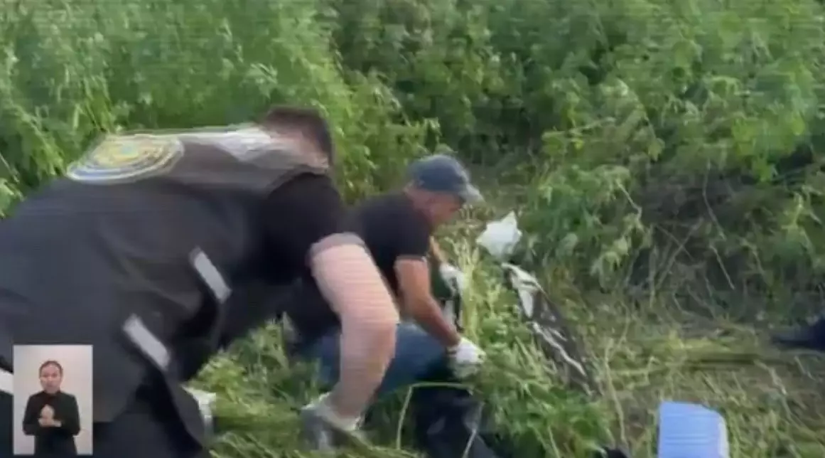  Қазақстанда шілде басынан бері 760 келіден астам есірткі тәркіленді 