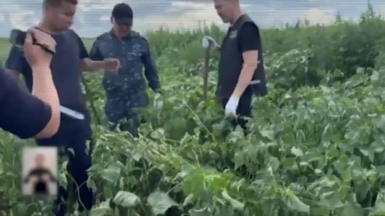 Шілде айында 121 келіден астам синтетикалық есірткі заңсыз айналымнан алынды