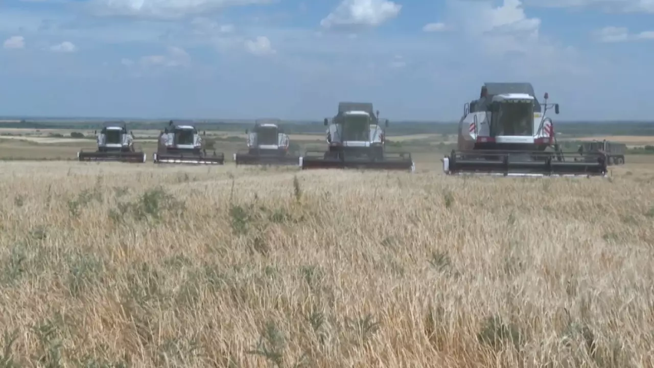 Хлеборобы области Жетысу приступили к уборке пшеницы и ячменя