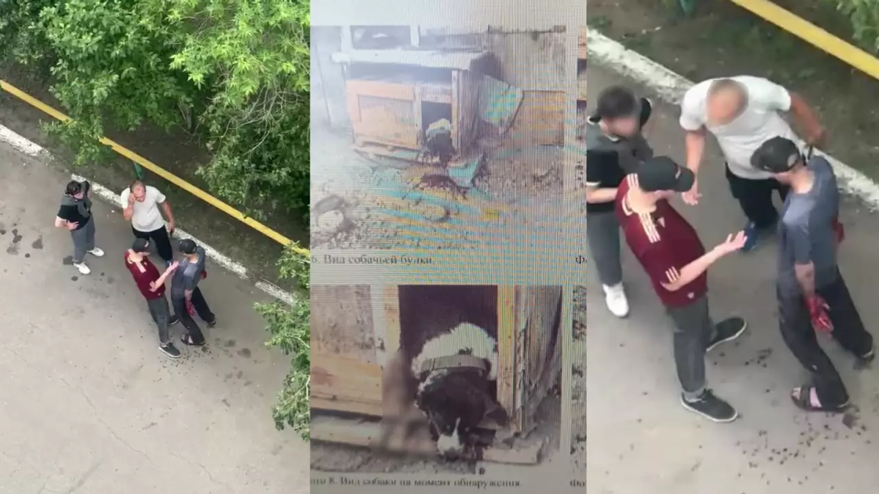 Пьяный мужчина зарезал любимца жителей двора: дело передали в суд 
