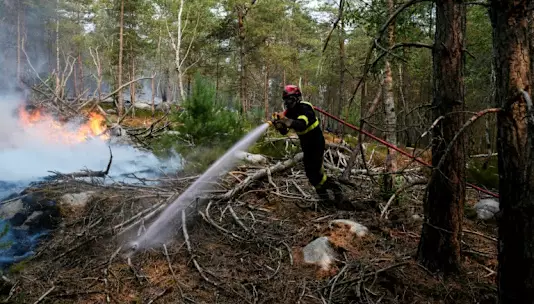 Огонь уничтожил исторический лес под Парижем.