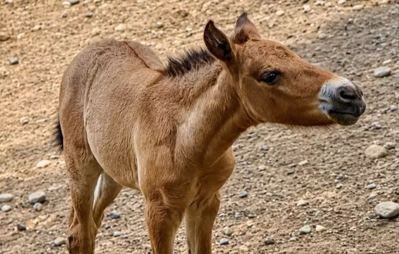 Жеребёнок редчайшей дикой лошади родился в Алматинском зоопарке