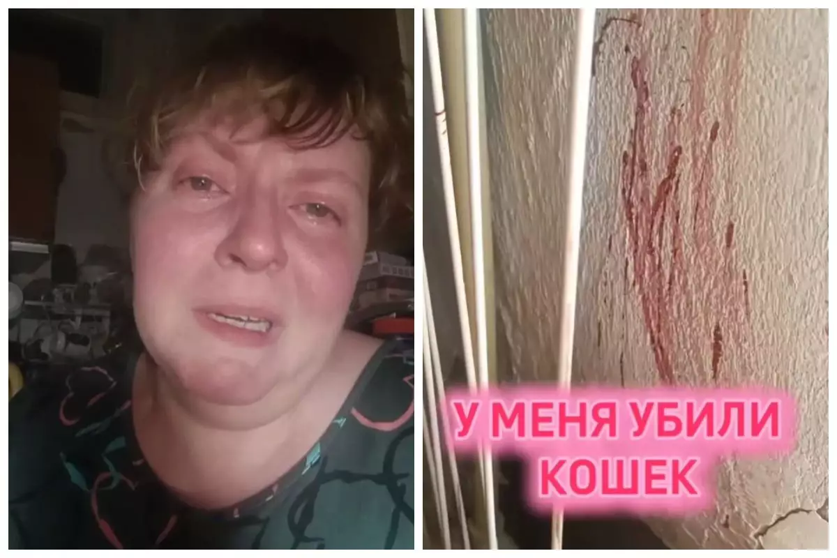Қонаев тұрғыны полицияны 19 мысығын заңсыз атып өлтірді деп айыптады