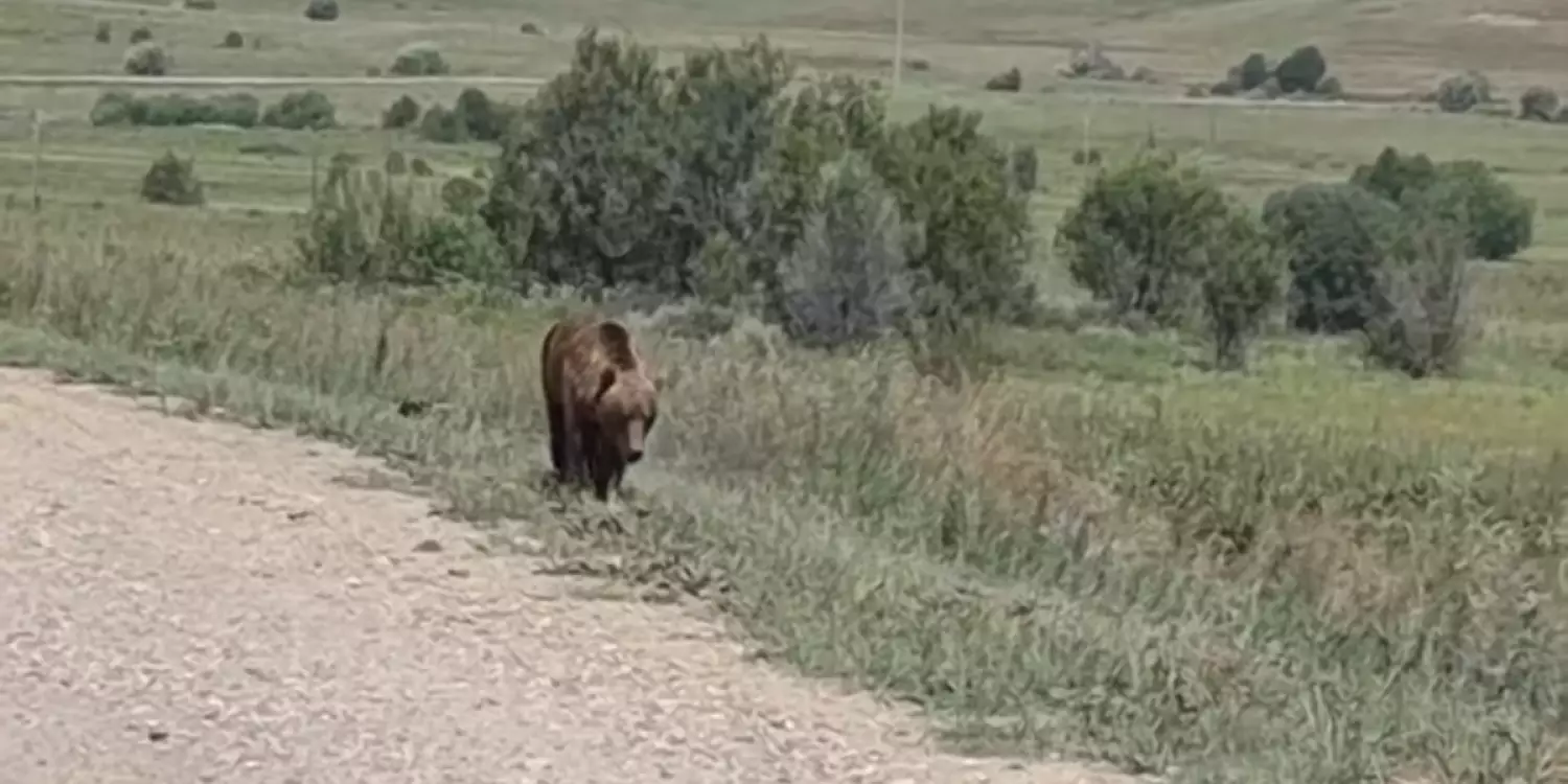 Шығыста жол бойында аю серуендеп жүр (ВИДЕО)