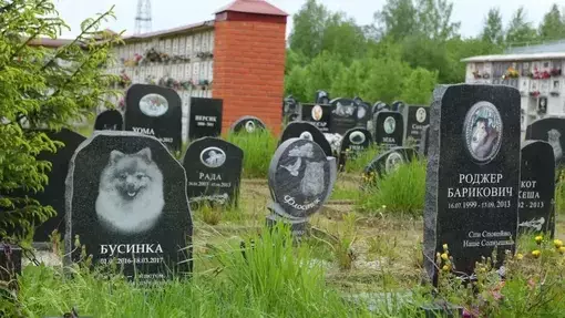 Алматыда үй жануарларына арналған "зират салу" туралы петиция жарияланды