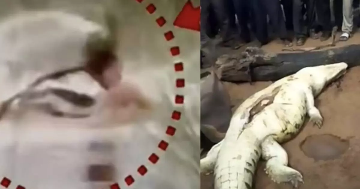  Қолтырауын 12 жастағы баланы туыстарының көз алдында жеп қойды (ВИДЕО) 