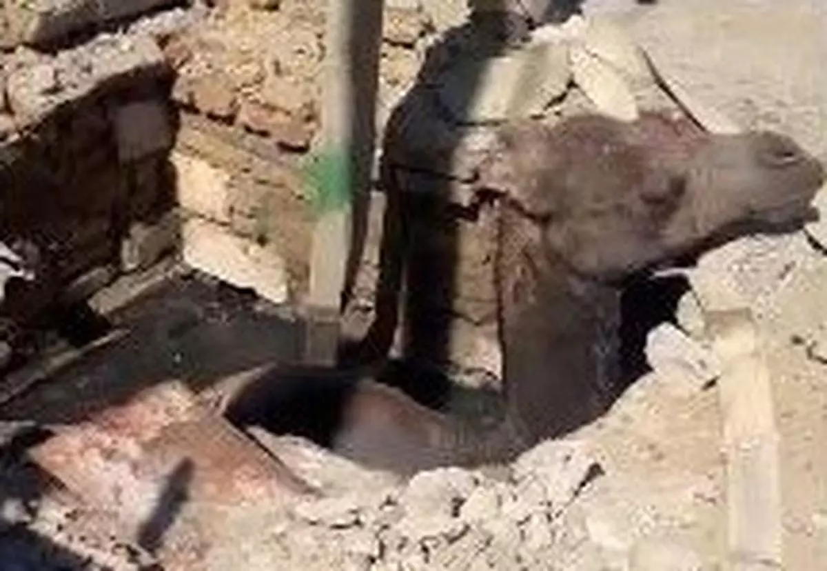 Верблюд провалился в колодец в Кызылординской области