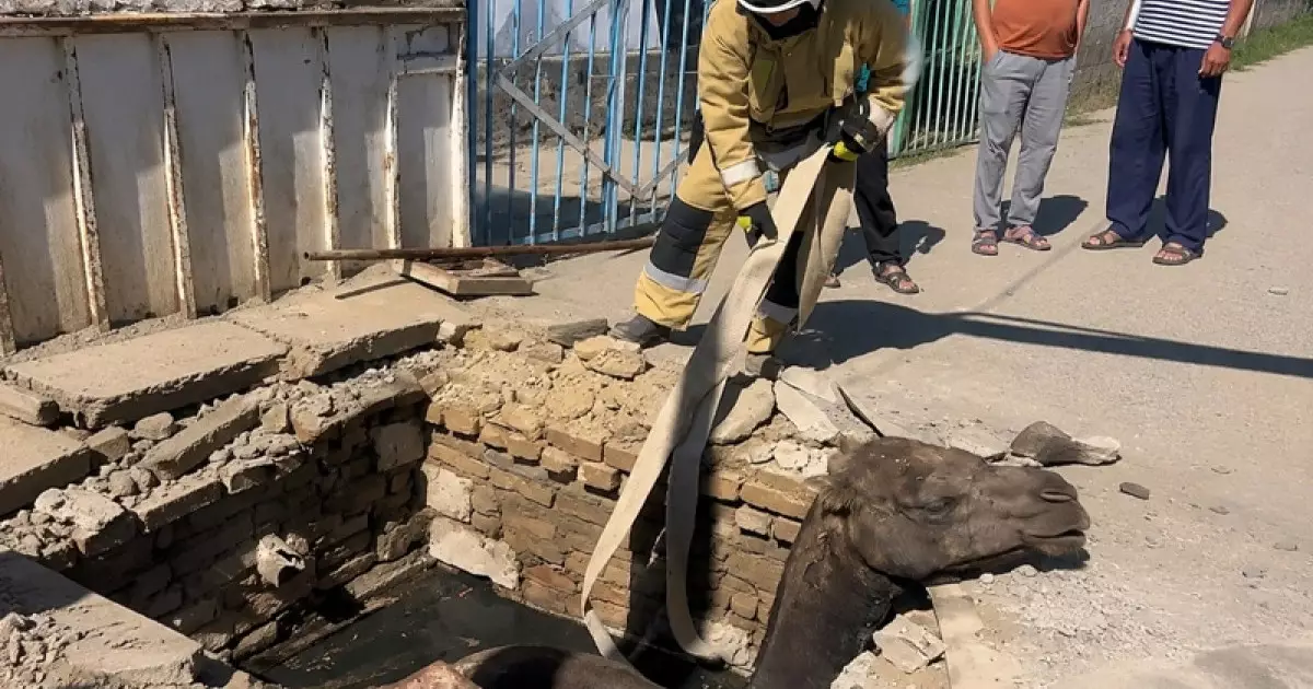  Аралда кәріз құдығына құлаған түйе құтқарылды 