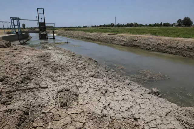 В Туркестанской области без воды остались около 35 хозяйств: почему фермеры лишились урожая риса