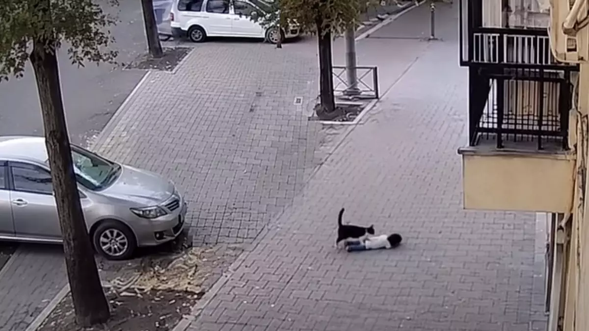  Терезеден құлаған баланы мысық аман алып қалды (ВИДЕО) 