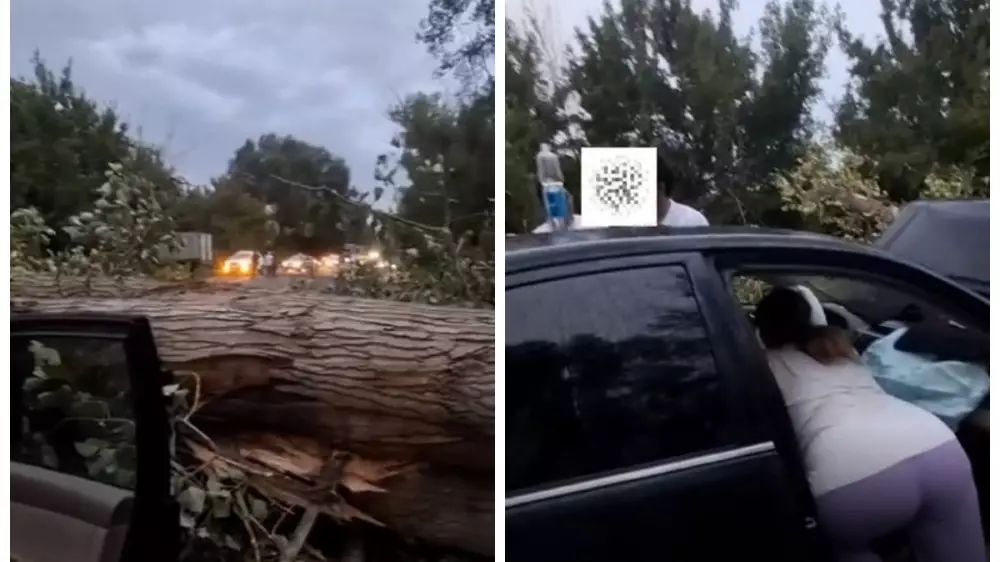 Огромное дерево упало на автомобиль с людьми на трассе Талдыкорган - Текели