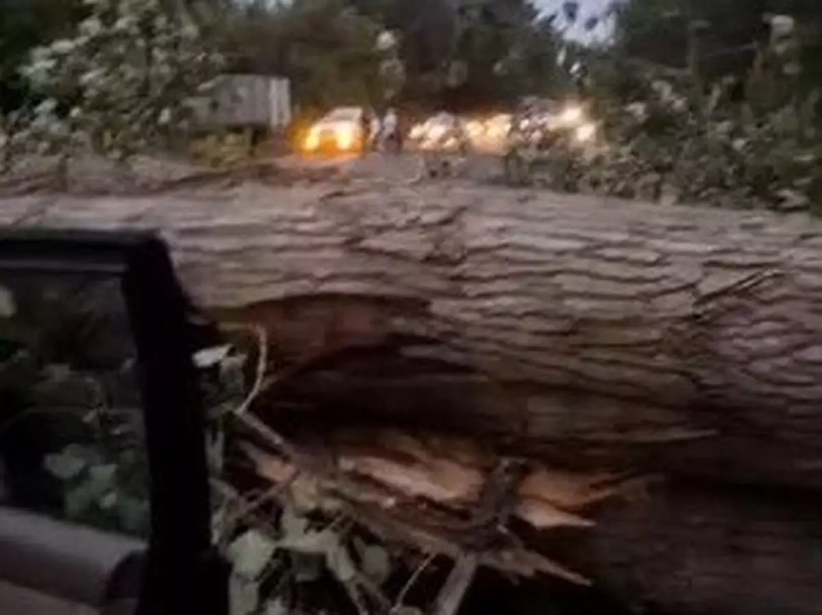 Дерево рухнуло на авто с пассажирами на трассе в Жетысу