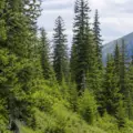 Обследование в Кок-Жайлау: редких деревьев на месте курорта Almaty SuperSki не нашли