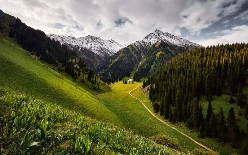 Краснокнижных деревьев на территории будущего курорта Almaty SuperSki нет