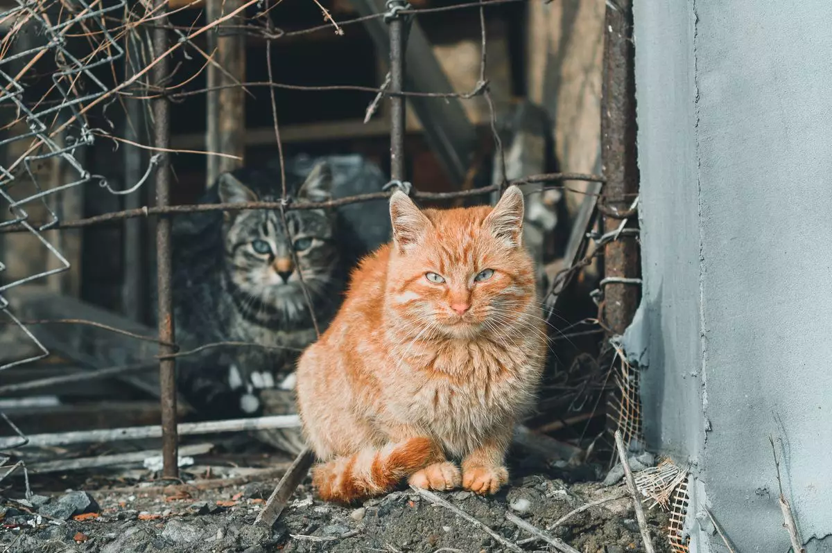 В Актау нашли хозяйку квартиры с мертвыми кошками 