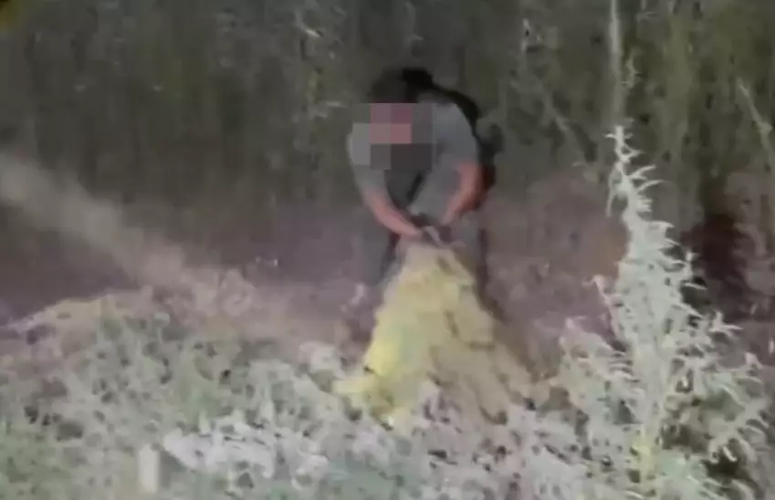 “Мал іздеп жүріп жинадым“. Жамбыл облысында тұрғыннан 40 келіден аса марихуана тәркіленді