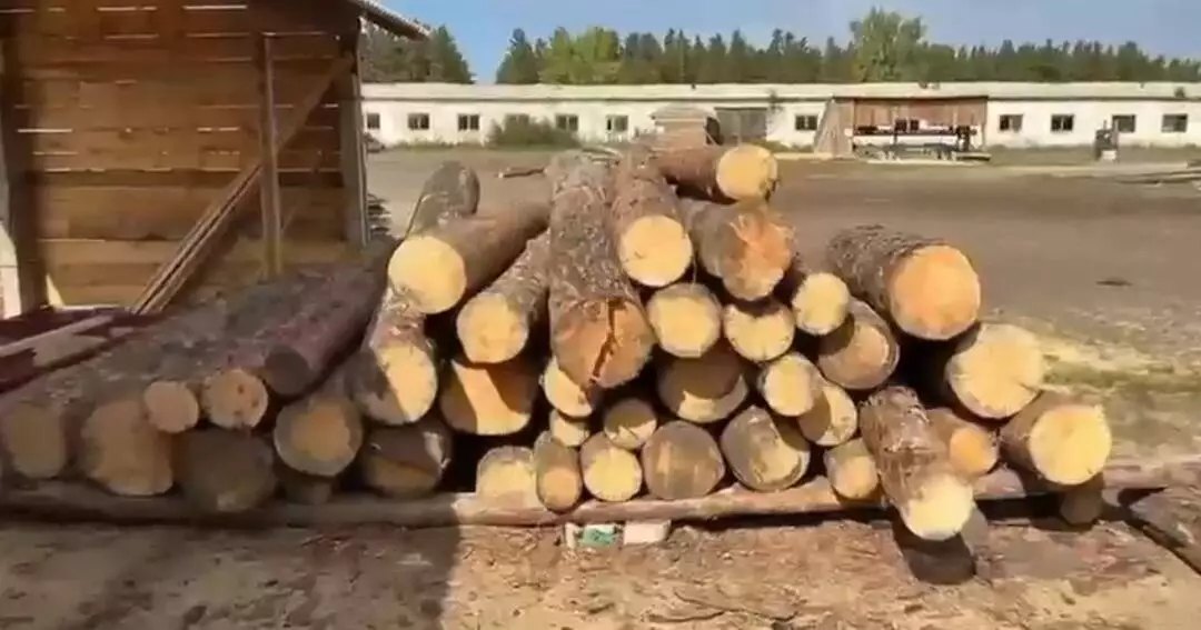  Абай облысында өрттен зардап шеккен ағаштарды өңдейтін кәсіпорын салынады 