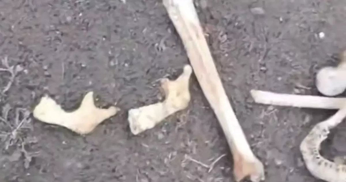  Семейде ескі стадионнан адам сүйектері табылды (ВИДЕО) 