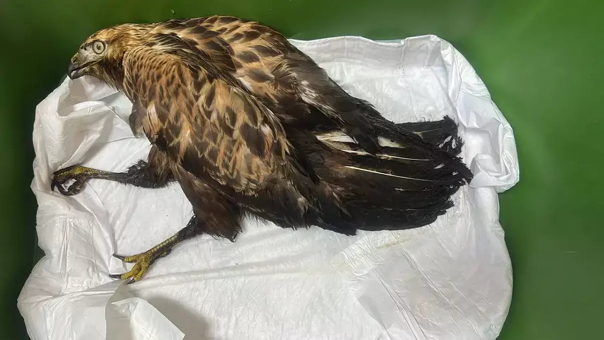 Спасенный краснокнижный курганник в Жетыбае больше не сможет летать - новости на Lada.kz 03.08.2026