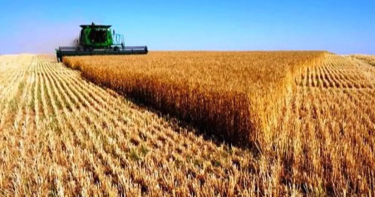  Қазірдің өзінде 1,6 миллион тонна астық жиналды 