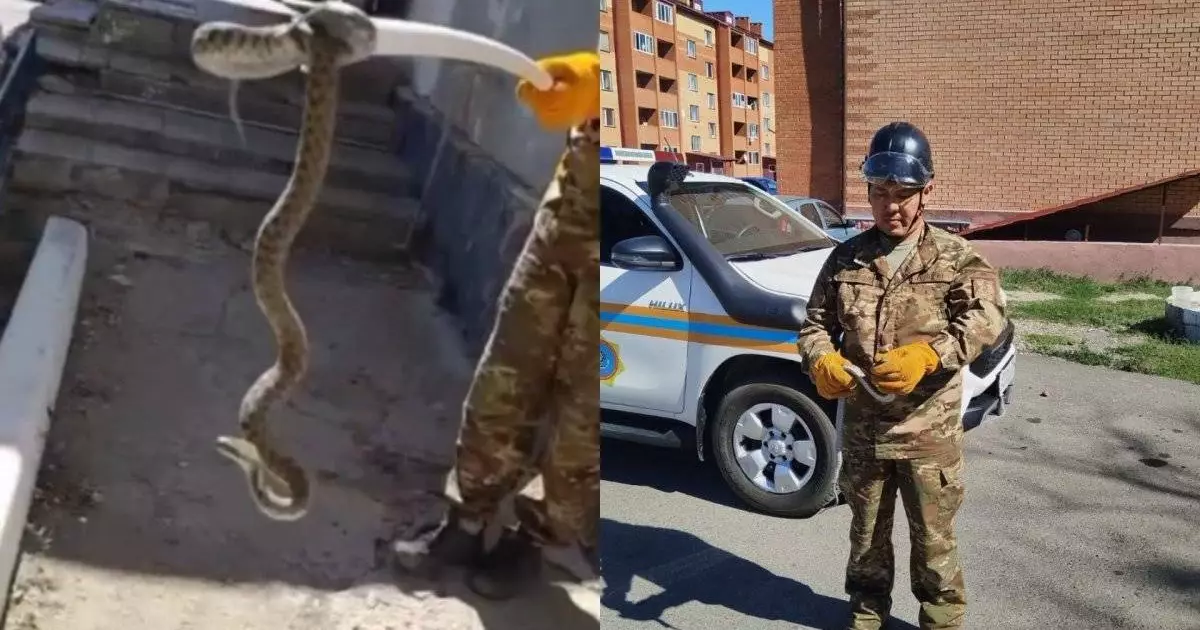  Спасатели поймали змею возле дома в Карагандинской области 
