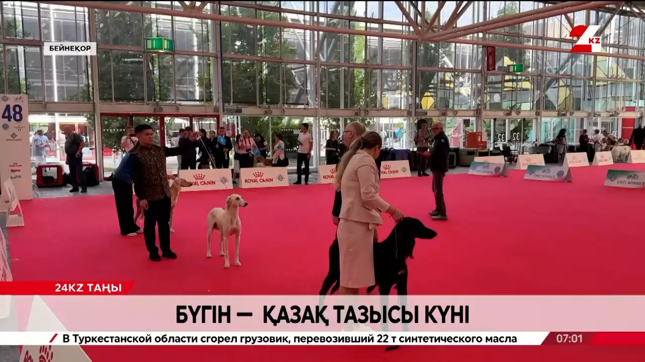 Бүгін - қазақ тазысы күні