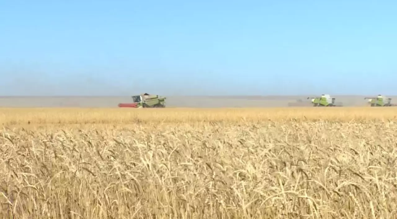 Елде егін жинау науқаны жалғасып жатыр