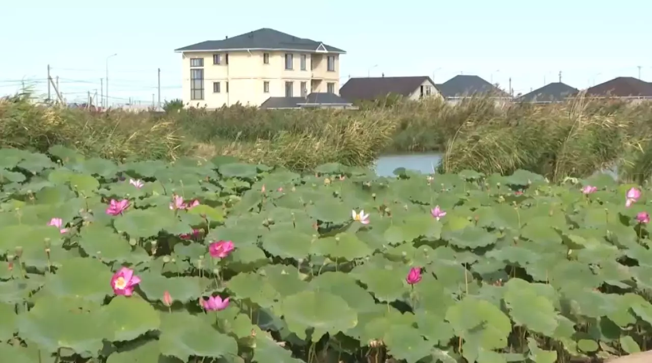 Атырауда «Lotus clean day» шарасы өтті