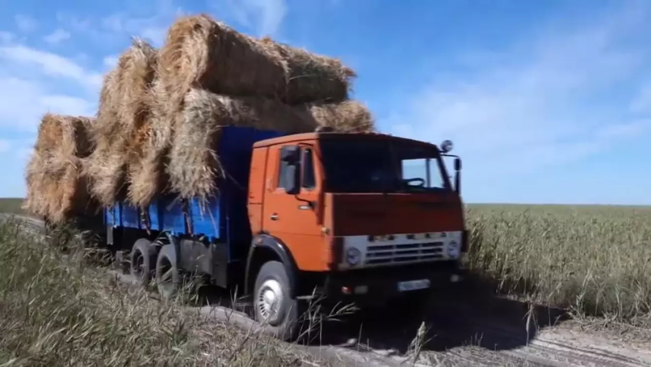 Атыраулық шаруалар мал азығын дайындап жатыр