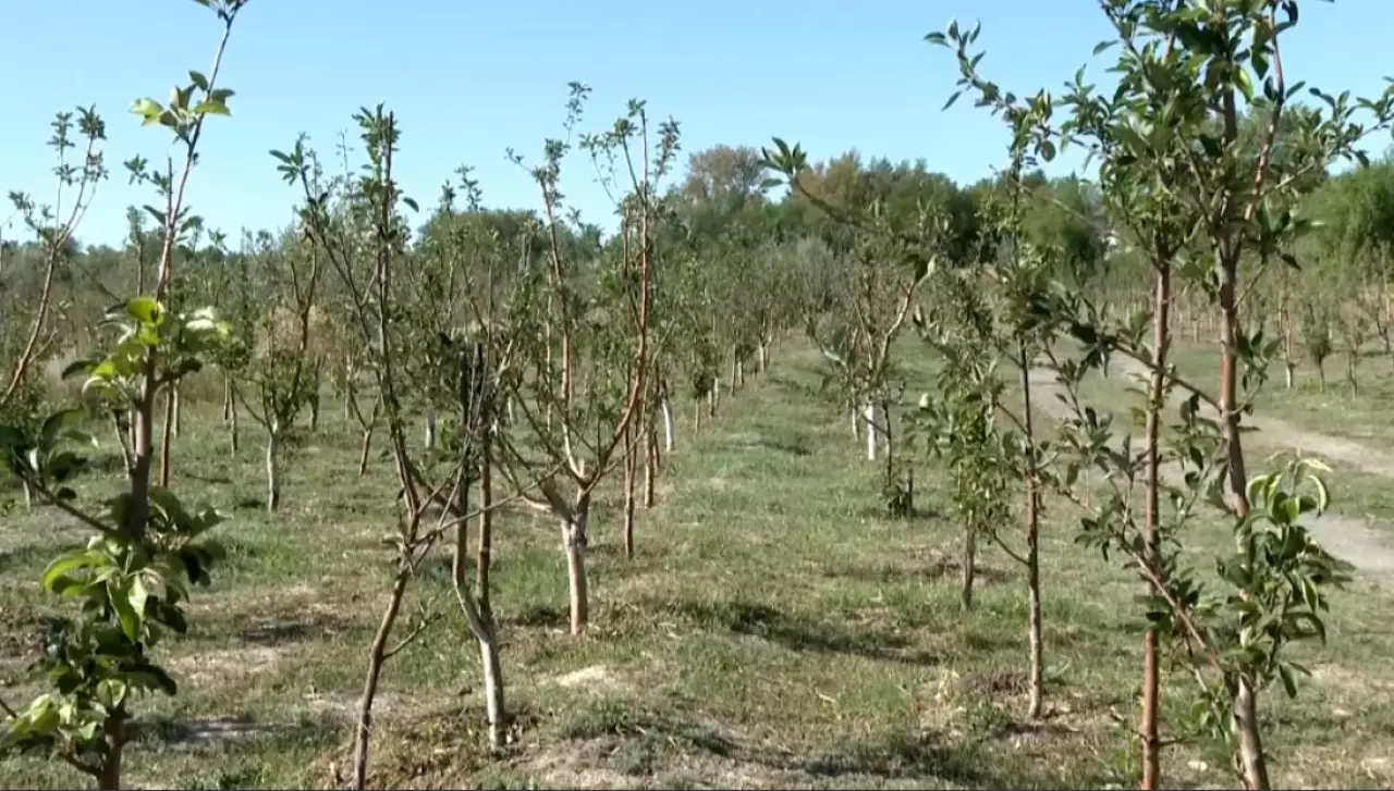 Қарағандыда алма бақтары көбейіп келеді