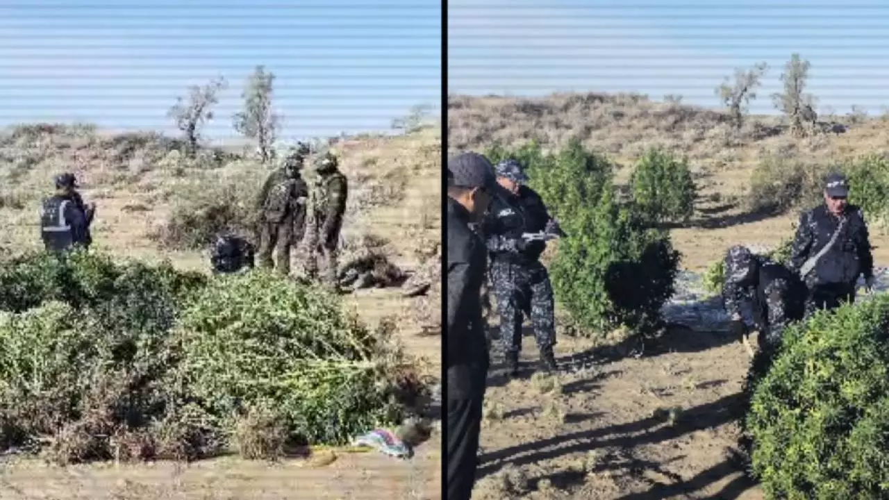 Наркоплантацию с 438 кг марихуаны ликвидировали в Жамбылской области