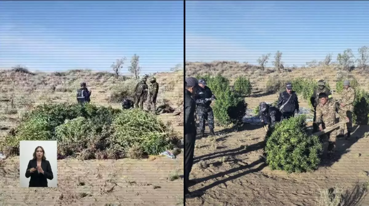 Крупную плантацию конопли с арсеналом оружия ликвидировали в Жамбылской области