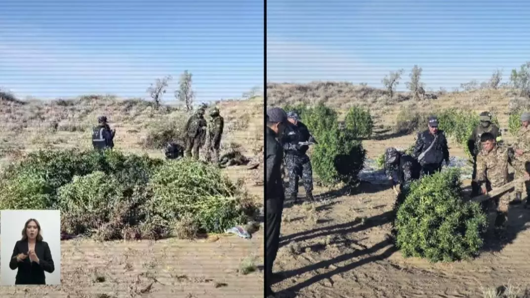  Жамбылда 438 келі есірткі тәркіленген жасырын плантация анықталды 