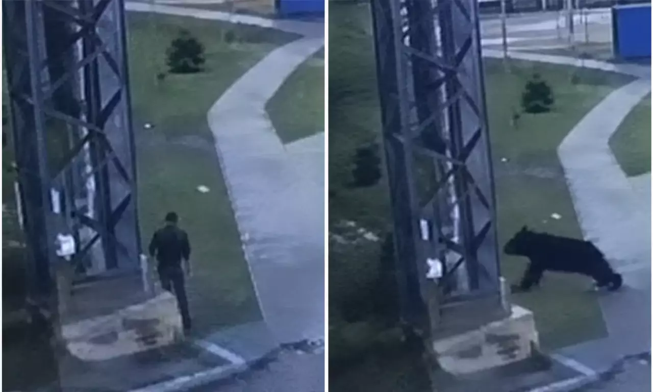 Медведь насмерть растерзал пенсионера в лесу
