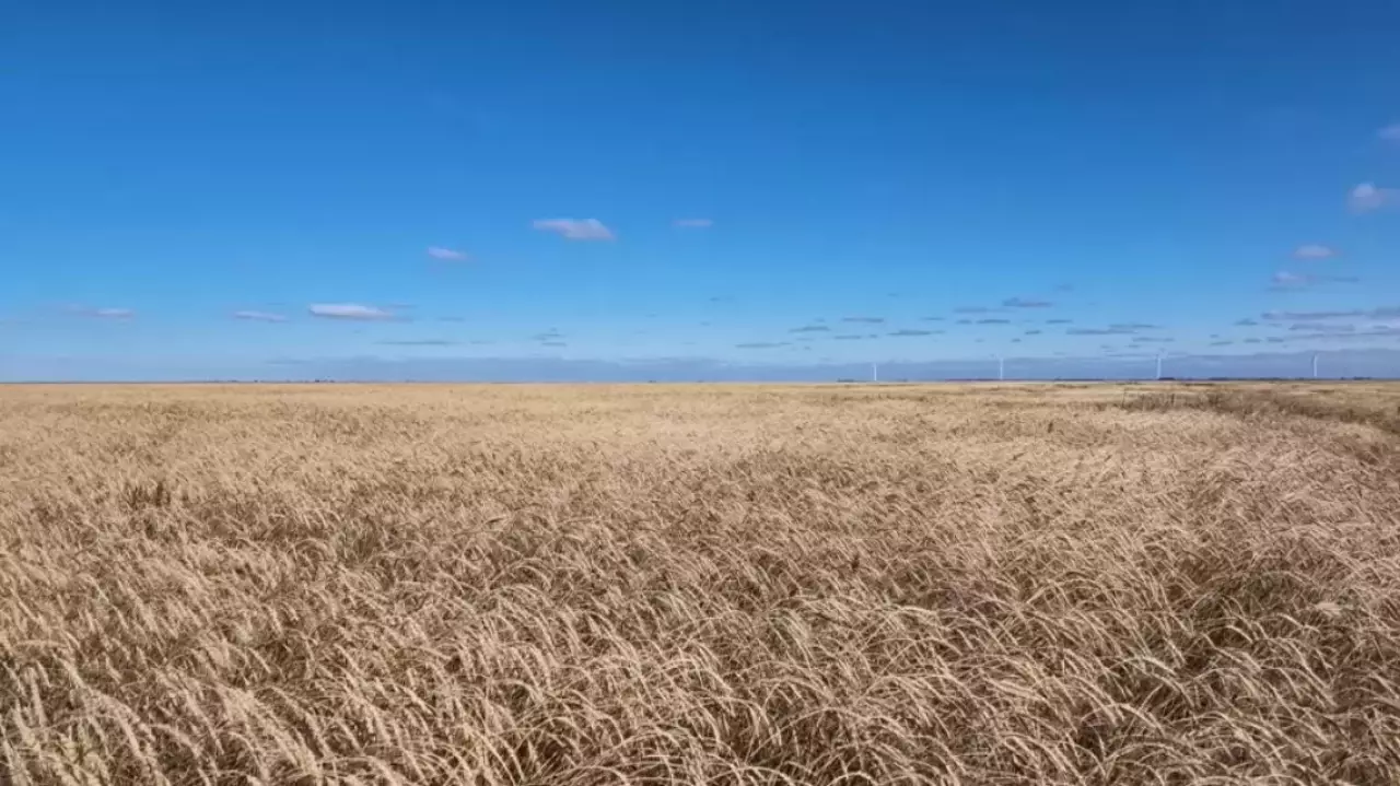 Қостанай облысы орақ науқанын аяқтауға жақын: 4 млн гектардың 70%-ы орылды
