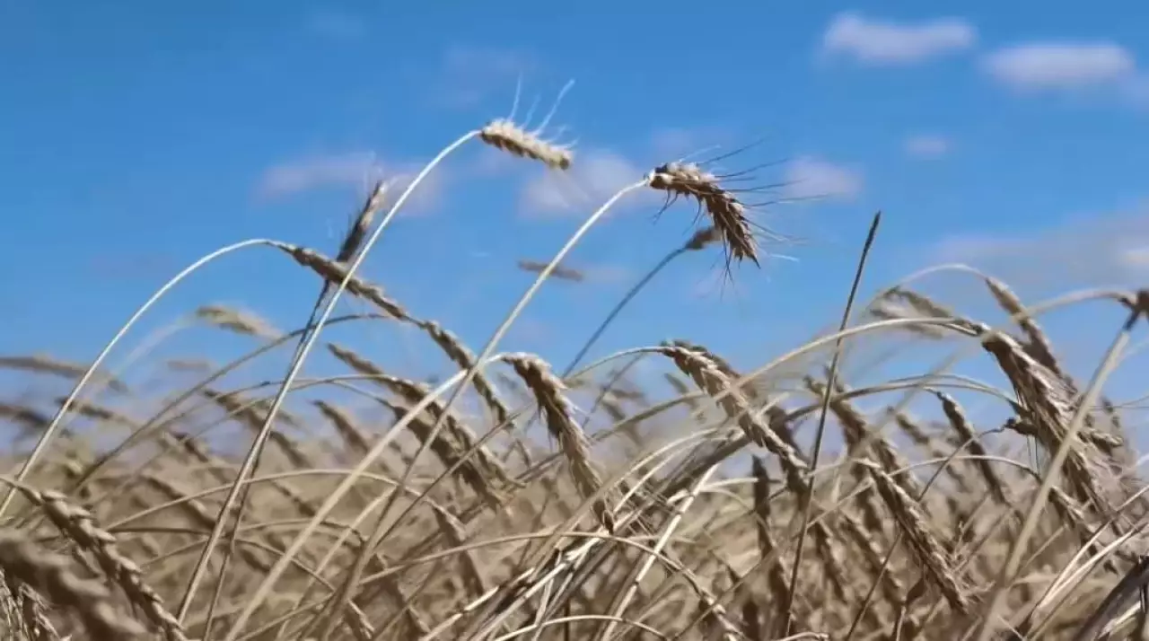 Уборочная кампания близится к завершению в Костанайской области