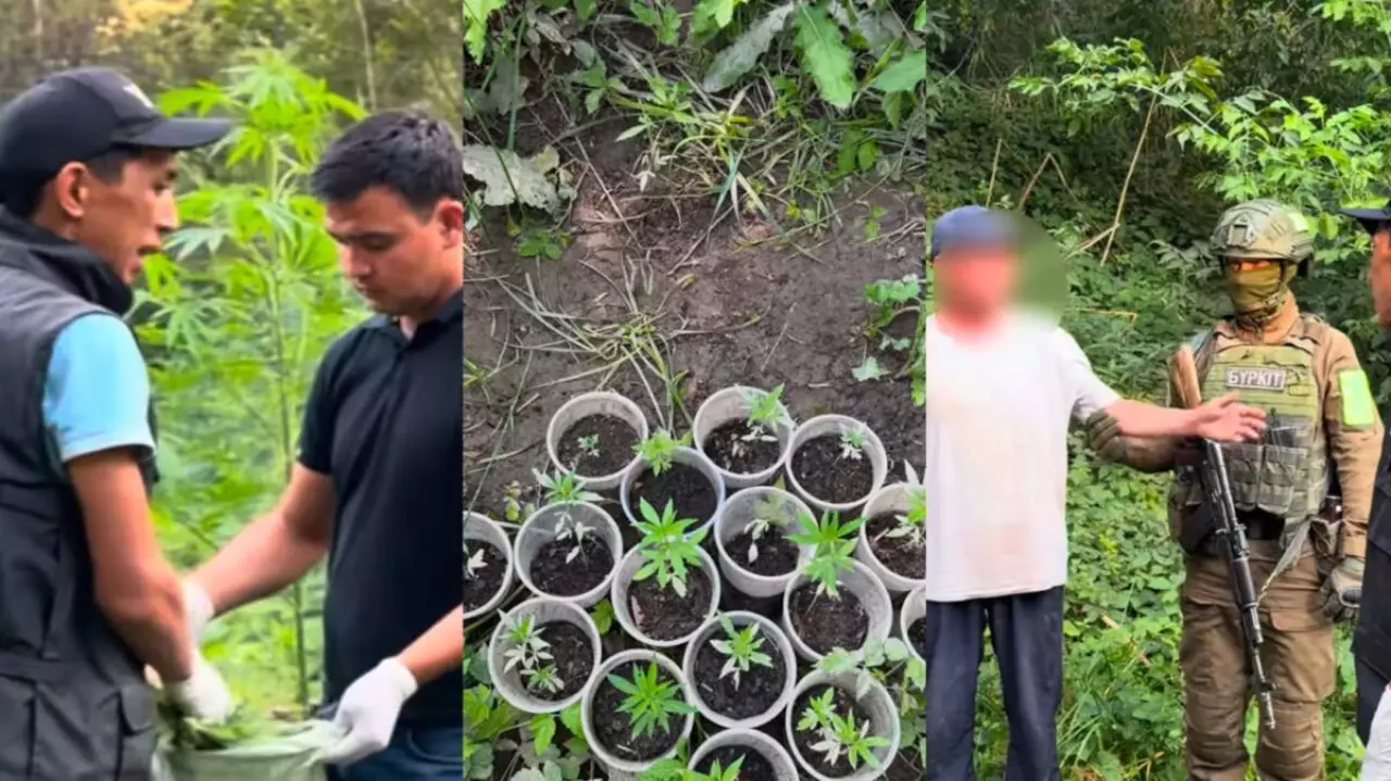 Алматы облысында қарасор өсірген күдікті ұсталды 