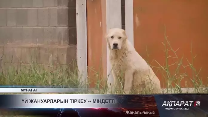 Үй жануарларын тіркеу — міндетті