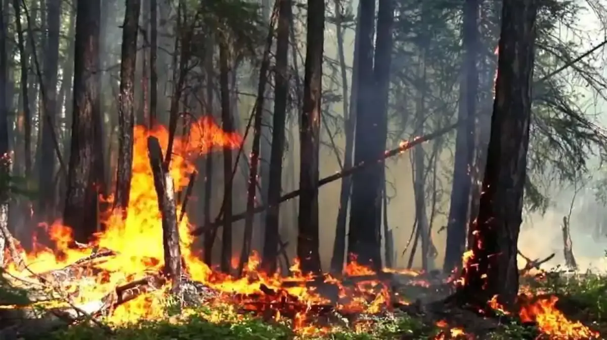 ⁠Қазақстанның орман қорында үш өрт тіркелді