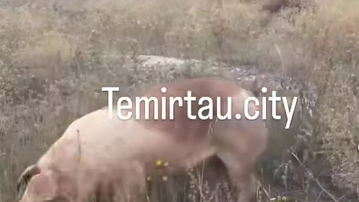 Теміртауда жүк көлігі аударылып, 193 шошқа жайылып кеткен