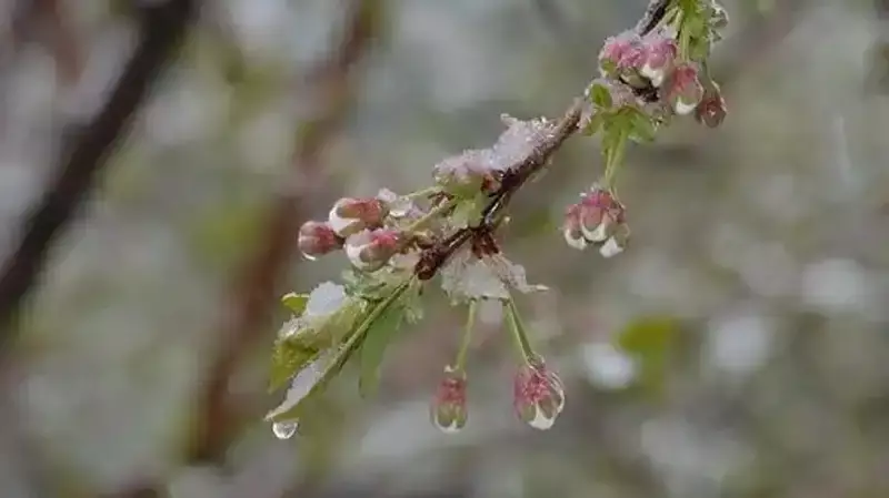 -3°С-қа дейін үсік, жаңбыр, қатты жел: алдағы күндерге арналған ауа райы болжамы